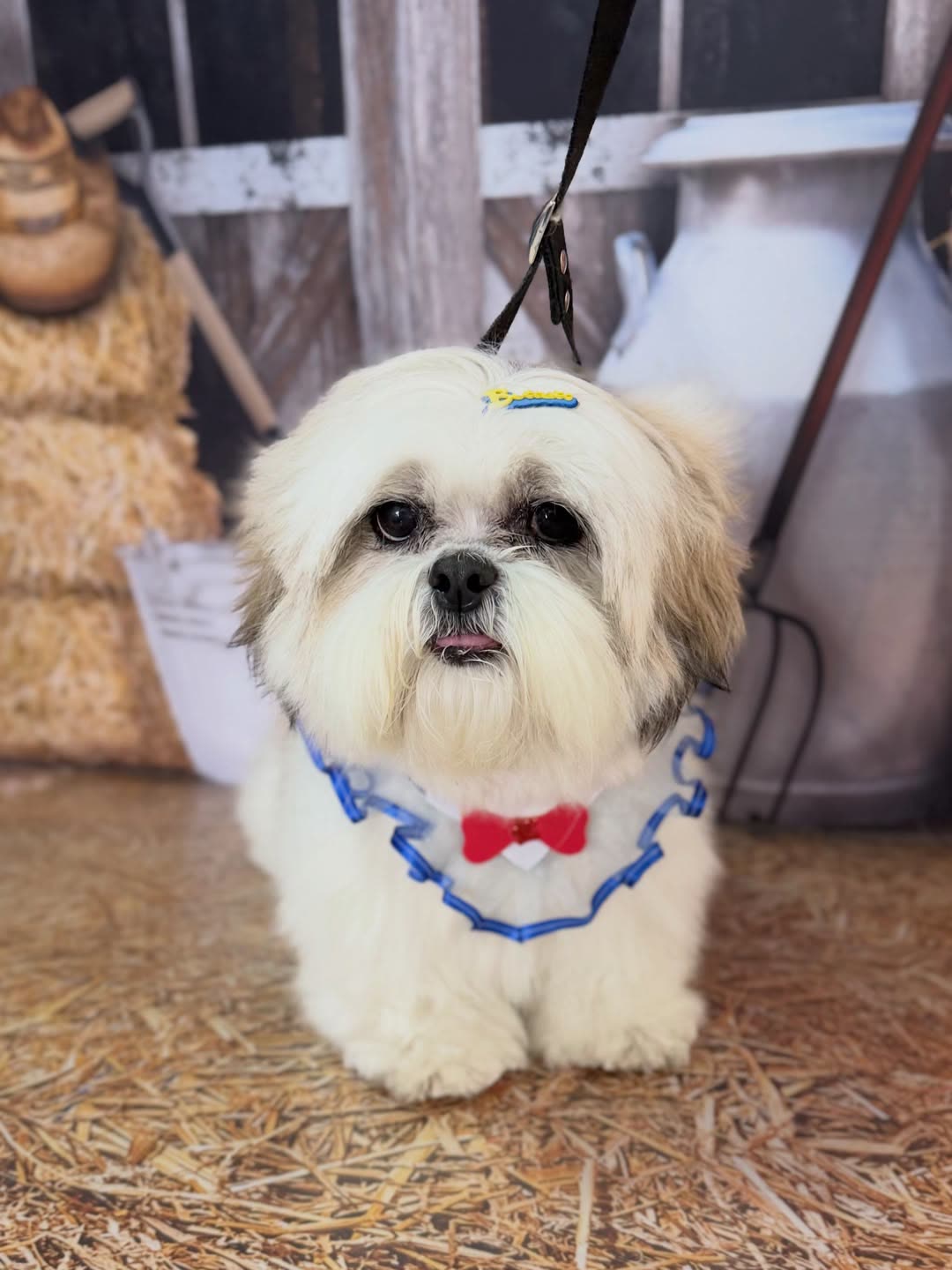 Shih tzu tosado na Groomer Pet Suzano