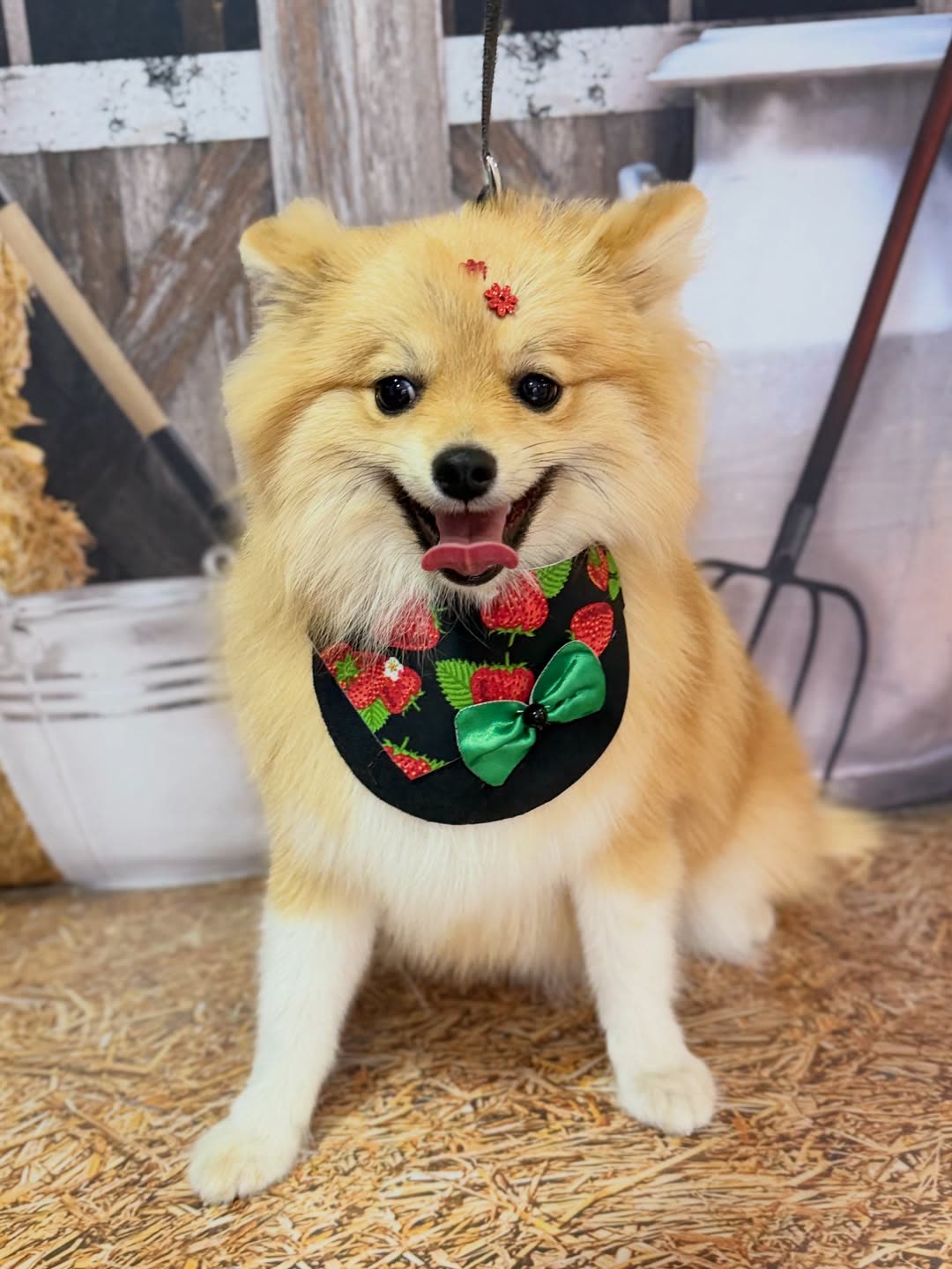 Lulu da pomerânia após banho