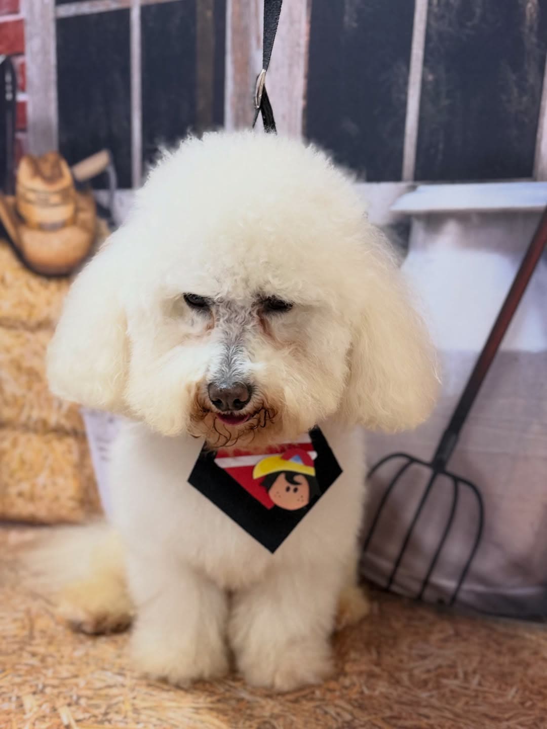 Tosa na tesoura feita em Suzano na Groomer Pet