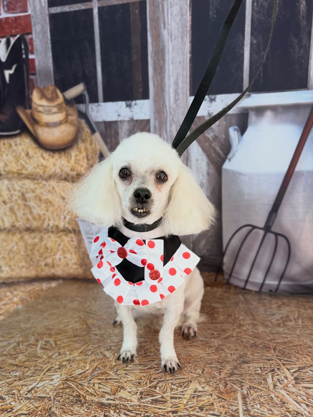Poodle tosado na tesoura