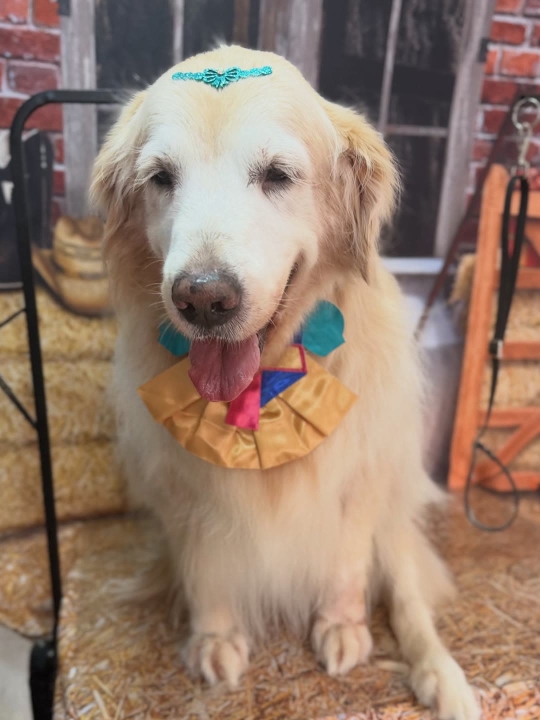 Cão de porte grande após banho na Groomer Pet Suzano