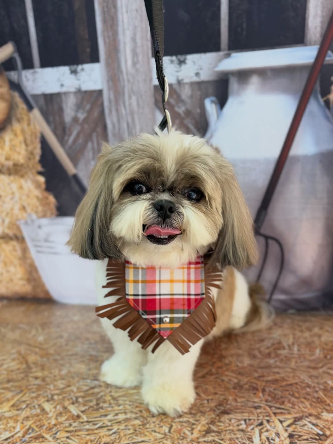Shih tzu com bandana após banho
