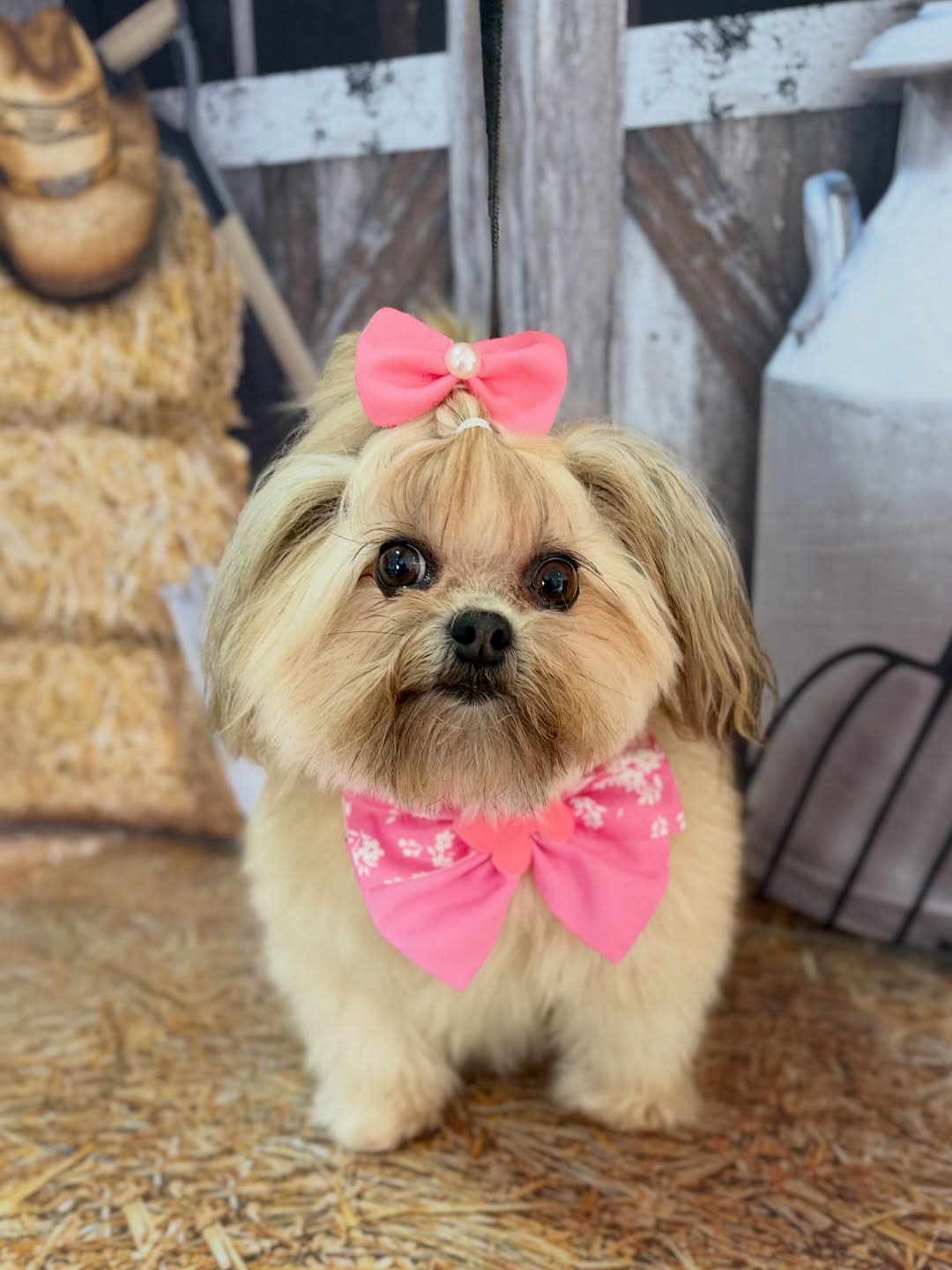 Pet com laço rosa após tosa
