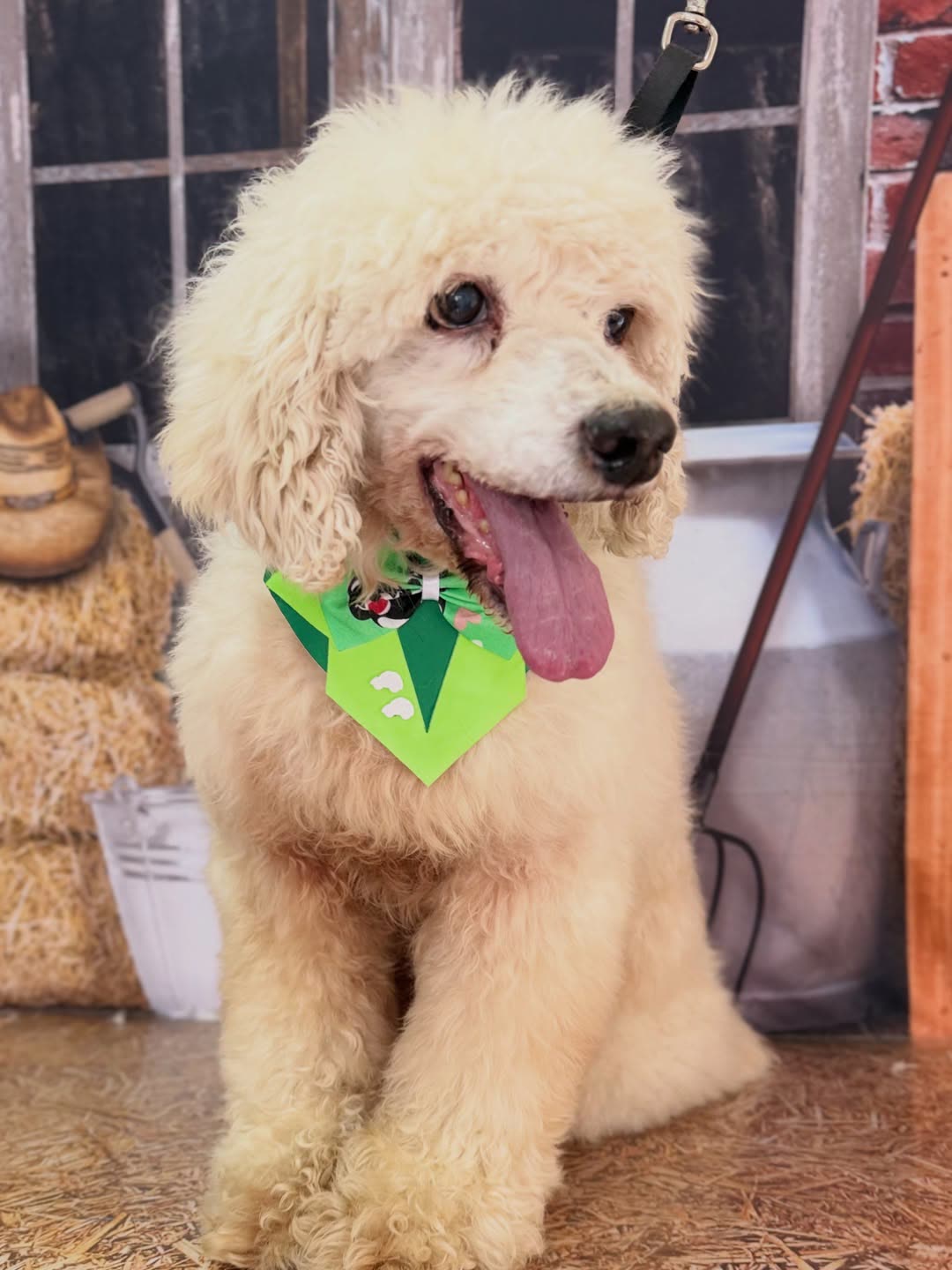 Poodle creme tosado em Suzano