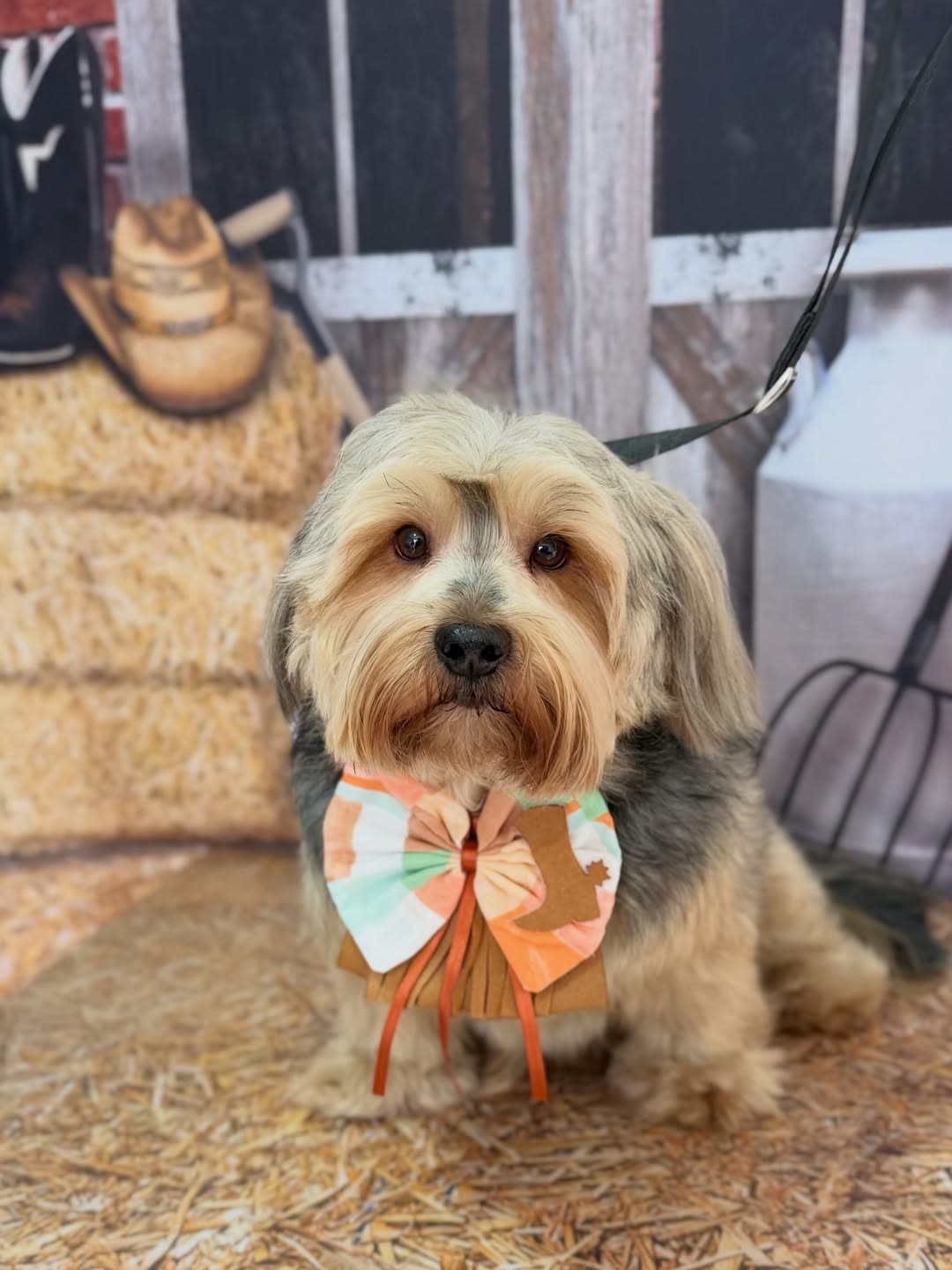Shih tzu com laço colorido