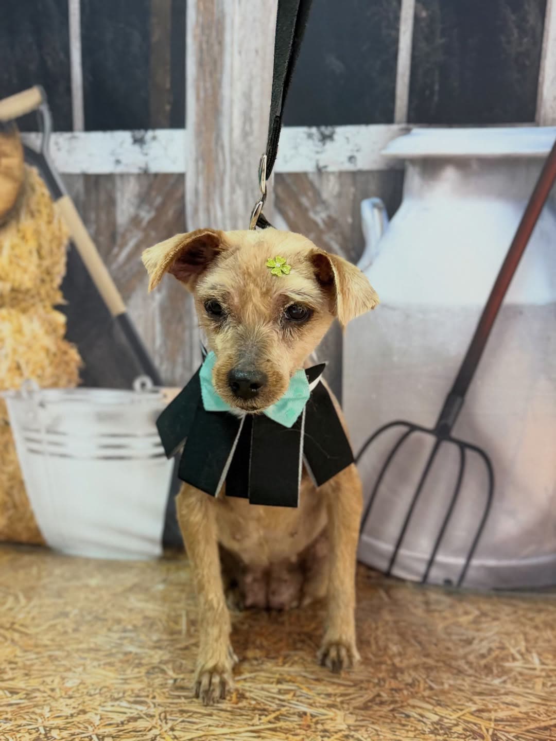 Cão tosado com gravata