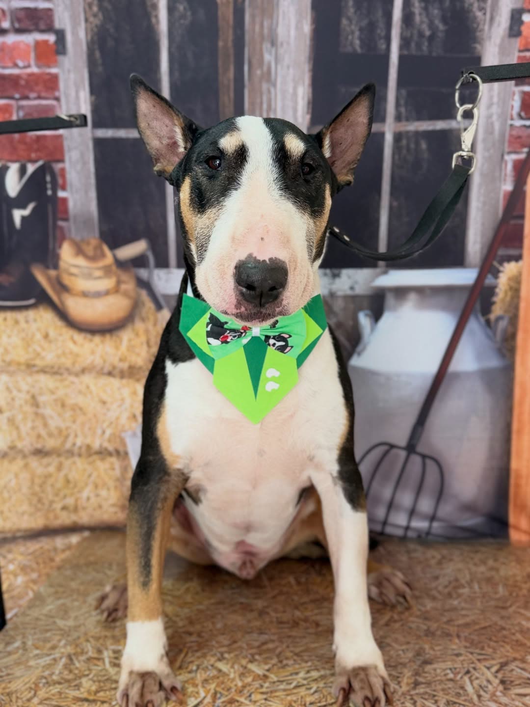 Cachorro tosado na Groomer Pet